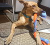 Keeley Puppy - Vacation Foster Needed 6/20-24!!