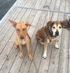 Keeley Puppy - Vacation Foster Needed 6/20-24!!