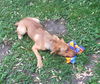 Keeley Puppy - Vacation Foster Needed 6/20-24!!