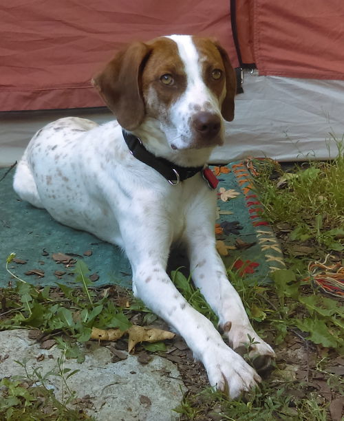 Elsie