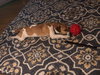Stream Puppy
