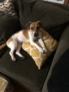 Stream Puppy