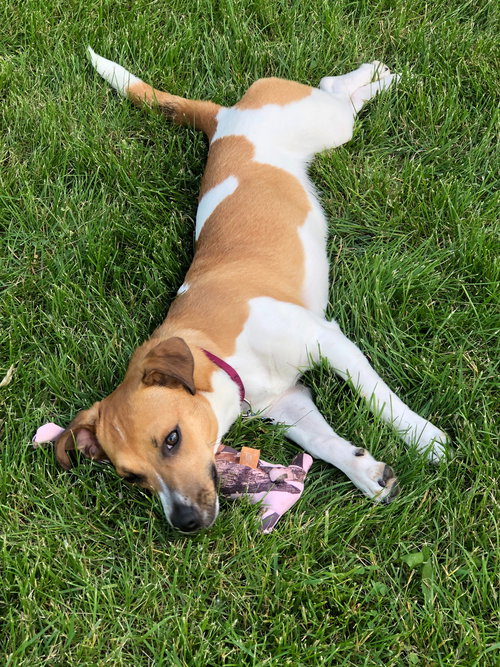 Stream Puppy
