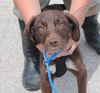 Canby Puppy