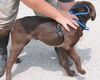 Canby Puppy