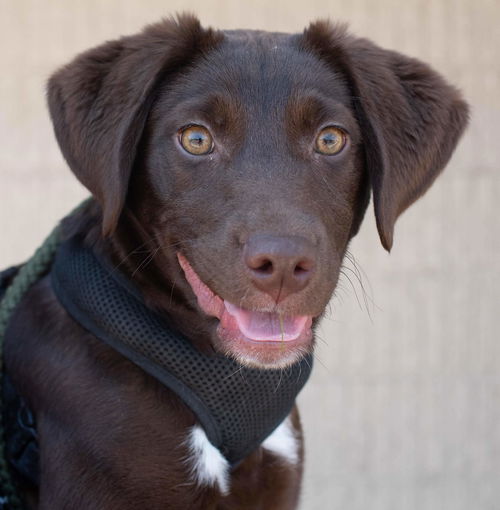 Canby Puppy