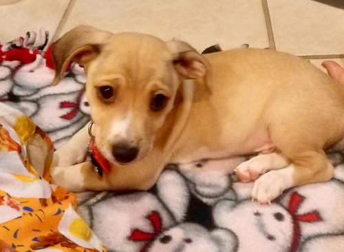 Guy Fieri Puppy MA