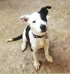 Calliope Pup