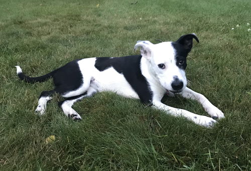 Calliope Pup