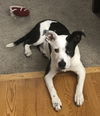 Calliope Pup