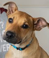 Camdon Puppy