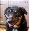 Rohana -Senior Vision Impaired