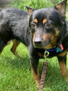 Rohana -Senior Vision Impaired