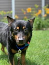 Rohana -Senior Vision Impaired