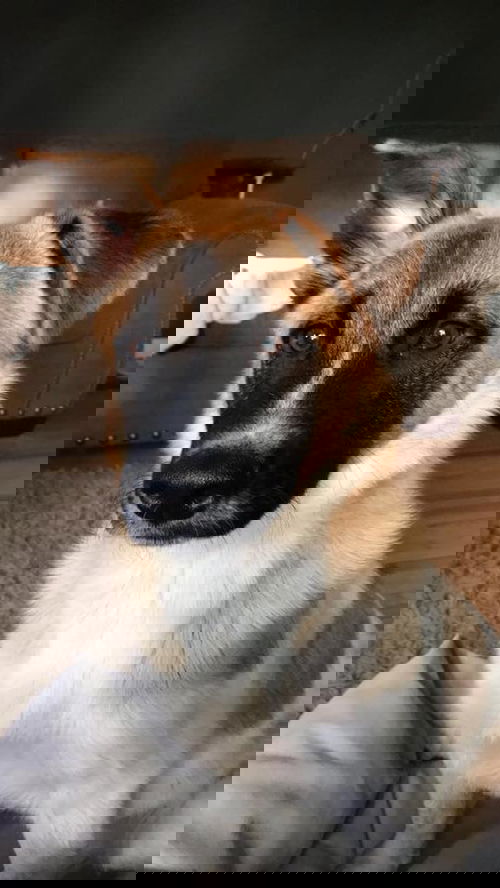 Peeka Pup