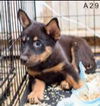Peete Puppy MA