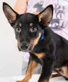 Peete Puppy MA