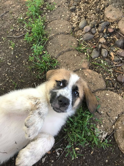 Diode Puppy
