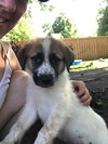Diode Puppy