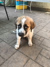 Diode Puppy