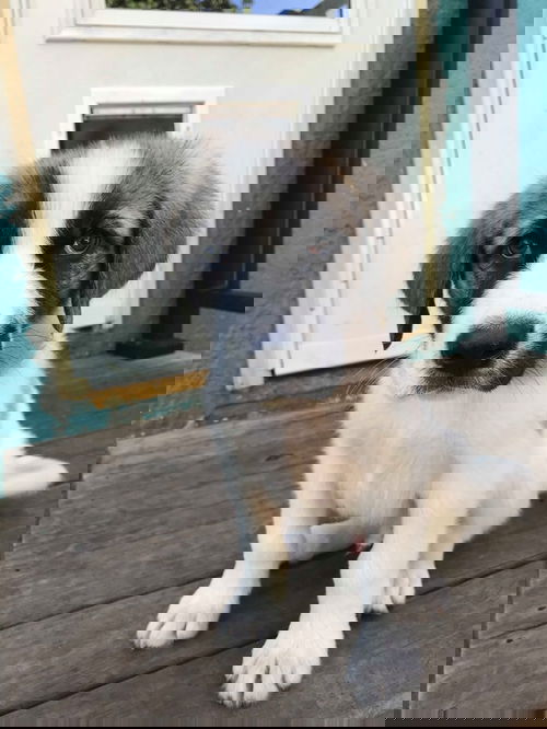 Volt Puppy