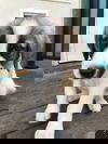 Volt Puppy