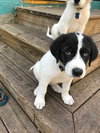 Hertz Puppy
