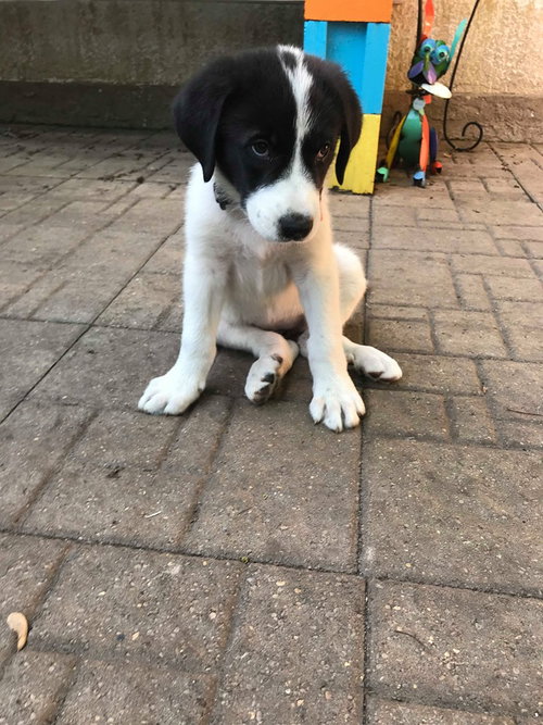 Hertz Puppy