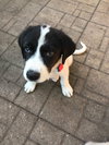 Hertz Puppy