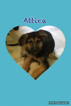 Attica