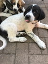 Circuit Puppy MA