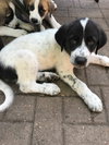 Circuit Puppy MA