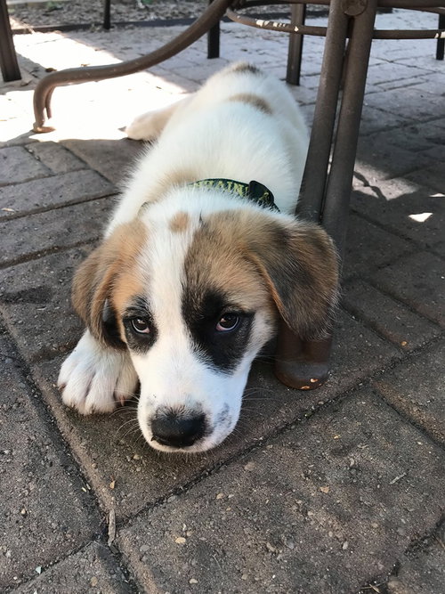 Polarity Puppy