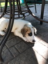 Polarity Puppy
