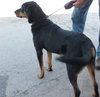 Delta Pup FA