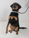 Delta Pup FA