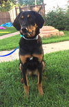 Delta Pup FA