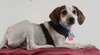 Boswell  Pup