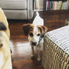 Boswell  Pup