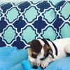 Boswell  Pup