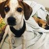 Boswell  Pup