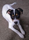 Charleigh Puppy MG
