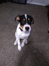 Charleigh Puppy MG