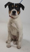 Charleigh Puppy MG