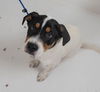 Charleigh Puppy MG