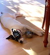Charleigh Puppy MG
