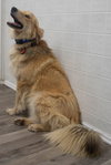 Brody