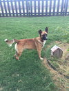 Boone