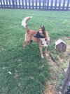 Boone
