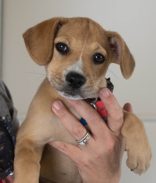 Ava Puppy MG